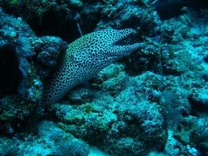 Crociera Maldive2007_181.jpg